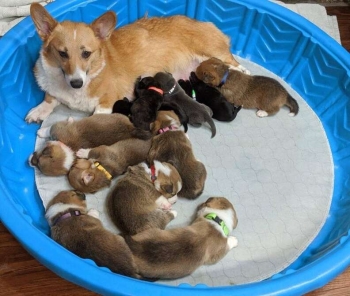 Corgi puppies for sale